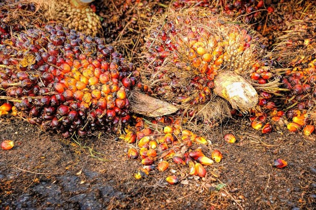 Las existencias de aceite de palma de Malasia alcanzan su nivel más bajo en seis meses ảnh 1 Las existencias de aceite de palma de Malasia alcanzan su nivel más bajo en seis meses ảnh 1