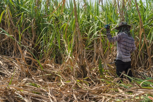 Exportaciones de azúcar de Tailandia a China aumentan gracias al ACFTA ảnh 1 Exportaciones de azúcar de Tailandia a China aumentan gracias al ACFTA ảnh 1