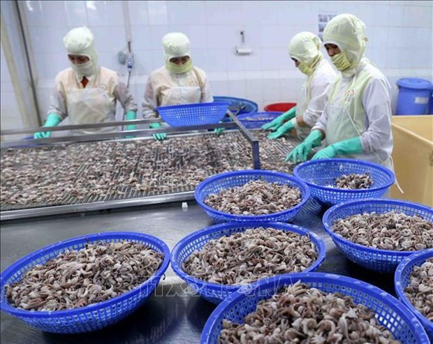 Aumentan exportaciones vietnamitas de calamares y pulpos a China ảnh 1