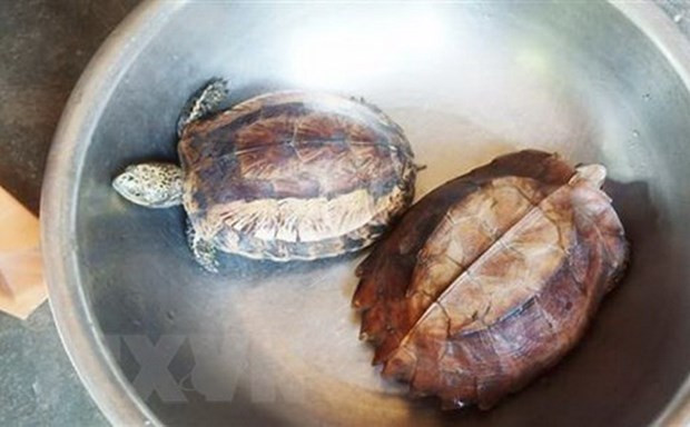 Avanza Vietnam en protección de vida silveste ảnh 1 Avanza Vietnam en protección de vida silveste ảnh 1