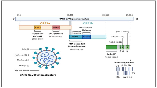 Vietnam logra secuenciar el genoma del virus SARS-CoV-2 ảnh 1 Vietnam logra secuenciar el genoma del virus SARS-CoV-2 ảnh 1