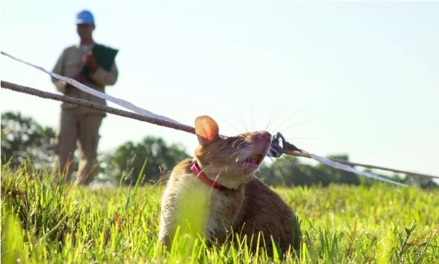 Camboya entrena nuevas ratas para labores de desminado ảnh 1 Camboya entrena nuevas ratas para labores de desminado ảnh 1