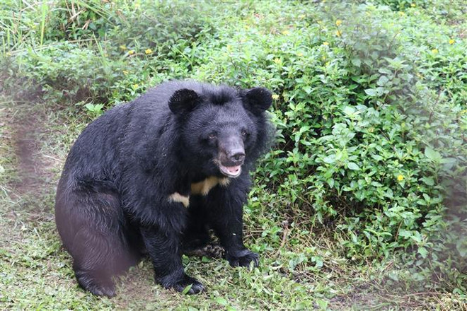 Localidad vietnamita desarrolla turismo asociado con conservación de osos ảnh 2 Localidad vietnamita desarrolla turismo asociado con conservación de osos ảnh 2
