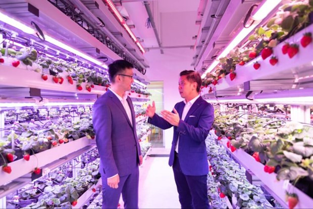 Singapur aplica alta tecnología en el cultivo de fresas en Malasia y Tailandia ảnh 1 Singapur aplica alta tecnología en el cultivo de fresas en Malasia y Tailandia ảnh 1