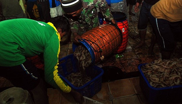 Indonesia pretende producir dos millones de toneladas de langostinos ảnh 1 Indonesia pretende producir dos millones de toneladas de langostinos ảnh 1