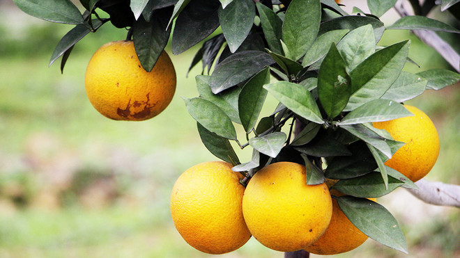 Naranja Vinh, especialidad de la provincia vietnamita de Nghe An ảnh 1