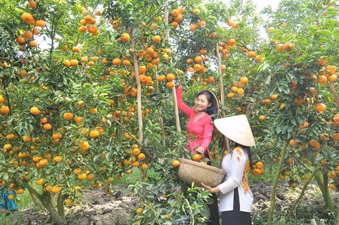 Lai Vung: "Reino de las mandarinas" ảnh 1
