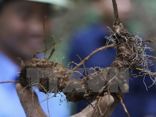 Vietnam promueve la marca del ginseng Ngoc Linh ảnh 1 Vietnam promueve la marca del ginseng Ngoc Linh ảnh 1