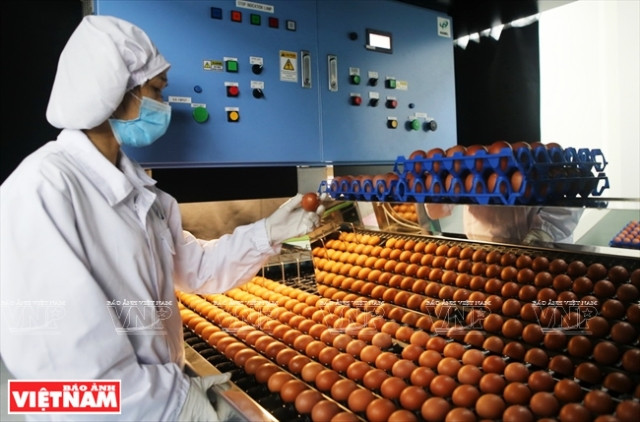 Primeros lotes de huevos limpios de la fábrica más grande de Vietnam ảnh 1 Primeros lotes de huevos limpios de la fábrica más grande de Vietnam ảnh 1