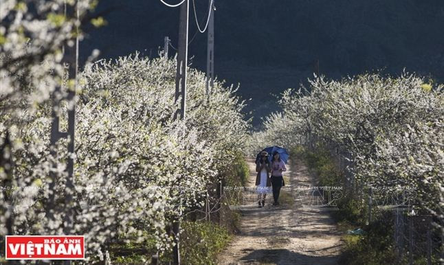 Moc Chau, estepa de miles de flores ảnh 1 Moc Chau, estepa de miles de flores ảnh 1