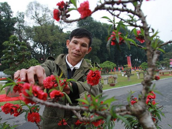 El placer de cuidar árboles de melocotón en Vietnam ảnh 1 El placer de cuidar árboles de melocotón en Vietnam ảnh 1