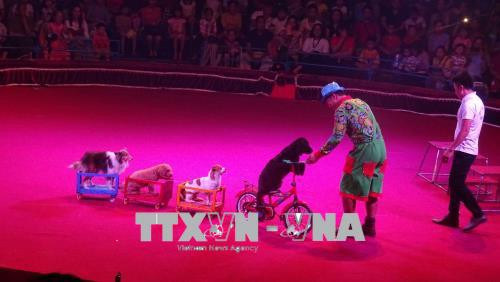 Efectúan en Vietnam primera Gala Internacional de Circo ảnh 1 Efectúan en Vietnam primera Gala Internacional de Circo ảnh 1