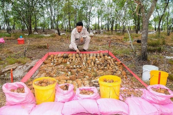 Descubren dos bóvedas con más de mil materiales explosivos en provincia vietnamita de Quang Tri ảnh 1 Descubren dos bóvedas con más de mil materiales explosivos en provincia vietnamita de Quang Tri ảnh 1