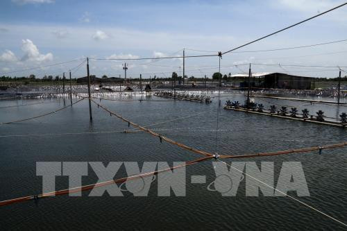 Recomiendan usar energía renovable en cría de camarón en Vietnam ảnh 1 Recomiendan usar energía renovable en cría de camarón en Vietnam ảnh 1
