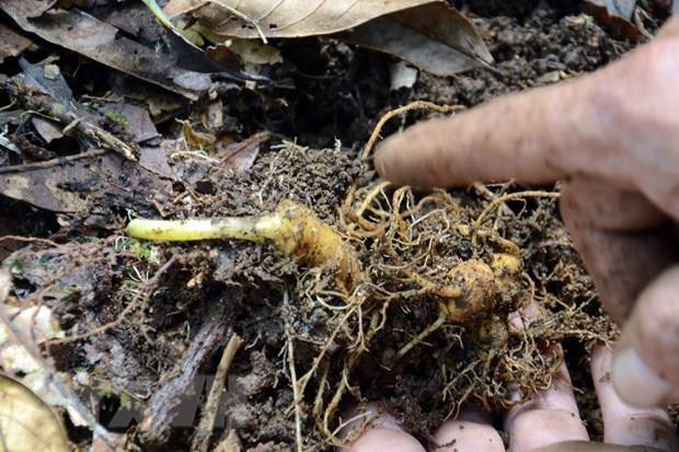 Provincia vietnamita se empeña en elevar valor del ginseng Ngoc Linh ảnh 1 Provincia vietnamita se empeña en elevar valor del ginseng Ngoc Linh ảnh 1