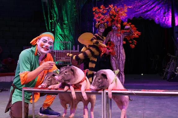 Desarrollan en Vietnam circo con animales domésticos ảnh 1 Desarrollan en Vietnam circo con animales domésticos ảnh 1