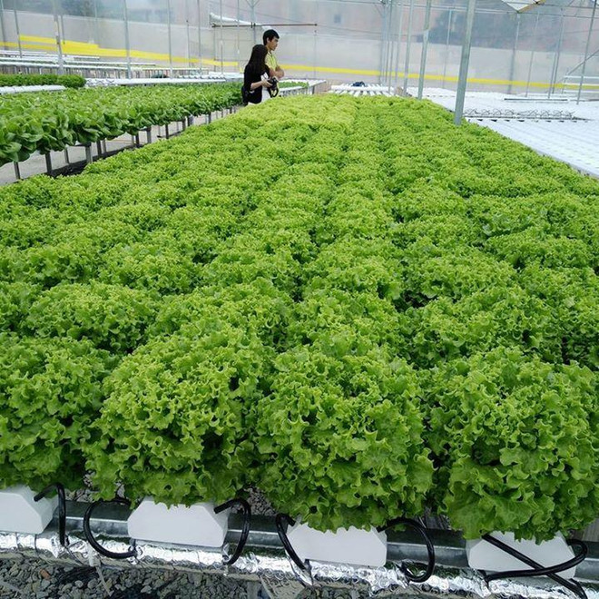 Desarrollan en Vietnam cultivo de vegetales en zonas urbanas ảnh 1 Desarrollan en Vietnam cultivo de vegetales en zonas urbanas ảnh 1