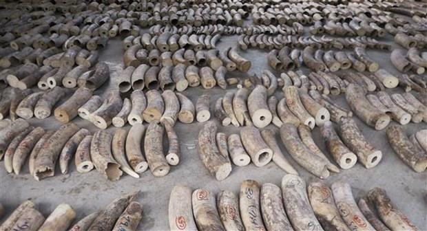 Prohibirá Singapur todos negocios de marfil desde 2021 ảnh 1 Prohibirá Singapur todos negocios de marfil desde 2021 ảnh 1