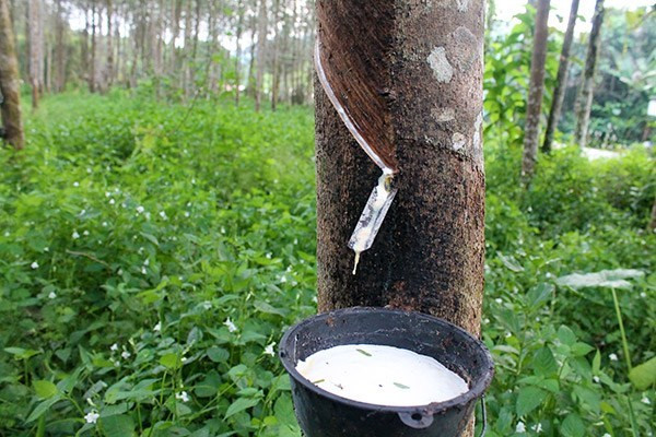 Disminuye producción de caucho natural de Malasia ảnh 1 Disminuye producción de caucho natural de Malasia ảnh 1