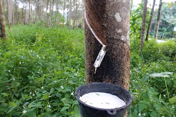 Disminuye producción de caucho natural de Malasia ảnh 1