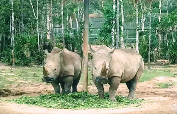 Refuerza Vietnam protección de especies en peligro de extinción ảnh 1