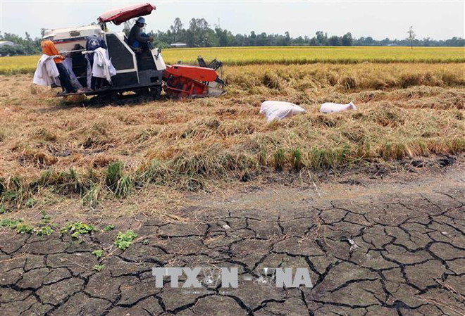 Reciben provincias del Delta Mekong asistencia para hacer frente a la sequía ảnh 1 Reciben provincias del Delta Mekong asistencia para hacer frente a la sequía ảnh 1