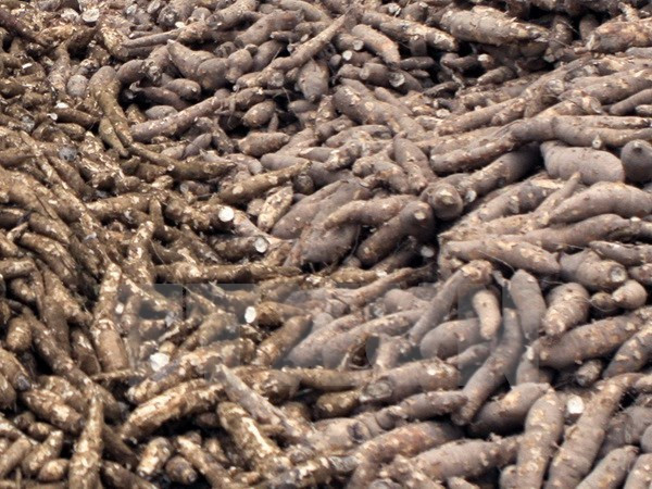 Exportaciones de yuca vietnamita se recuperan en primer trimestre de 2020 ảnh 1