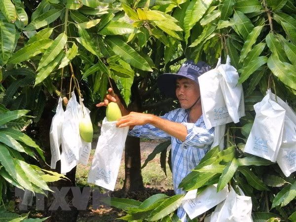 Vietnam trabaja para convertir el mango en un producto clave de exportación ảnh 1