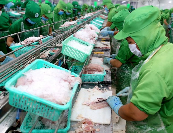 Nuevas oportunidades para exportación de pescado Tra de Vietnam a China ảnh 1 Nuevas oportunidades para exportación de pescado Tra de Vietnam a China ảnh 1