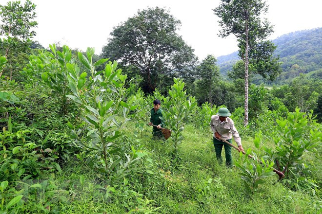 Vietnam replanta cerca de 57 mil hectáreas de bosques ảnh 1 Vietnam replanta cerca de 57 mil hectáreas de bosques ảnh 1