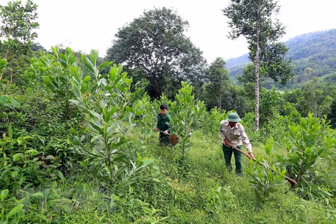 Vietnam replanta cerca de 57 mil hectáreas de bosques ảnh 1