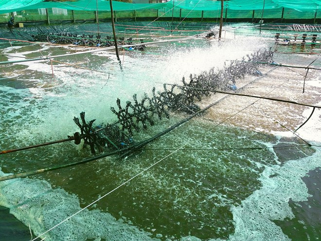 Ciudad israelí busca oportunidad de importar camarones de Vietnam ảnh 1