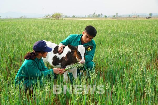 Vinamilk importa mil vacas lecheras de Estados Unidos ảnh 1 Vinamilk importa mil vacas lecheras de Estados Unidos ảnh 1