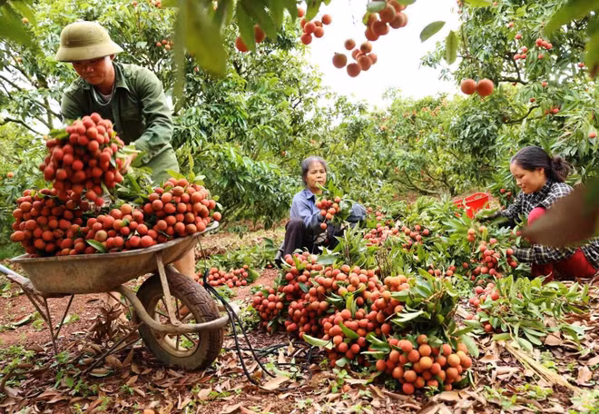 Vietnam con potencialidades de exportación agrícola a China ảnh 1