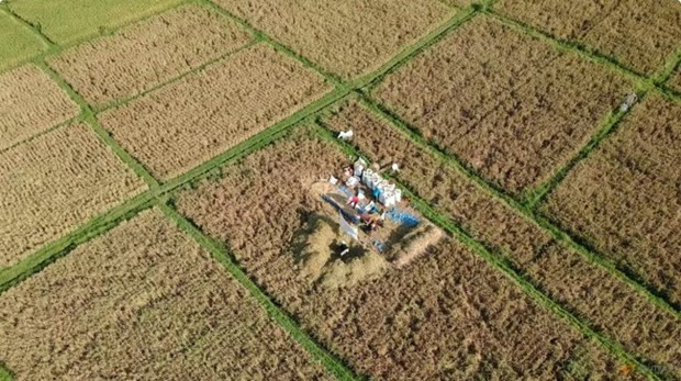 Indonesia planea importar dos millones de toneladas de arroz en 2024 ảnh 1 Indonesia planea importar dos millones de toneladas de arroz en 2024 ảnh 1