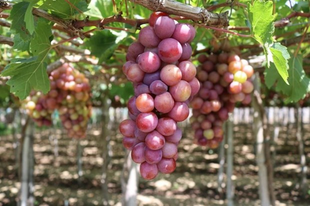 Ninh Thuan desarrolla agroturismo basado en valores típicos ảnh 1 Ninh Thuan desarrolla agroturismo basado en valores típicos ảnh 1