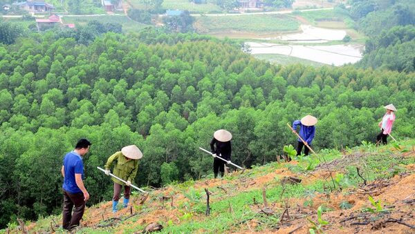 Vietnam avanza en proyecto de plantación de mil millones de árboles ảnh 1 Vietnam avanza en proyecto de plantación de mil millones de árboles ảnh 1