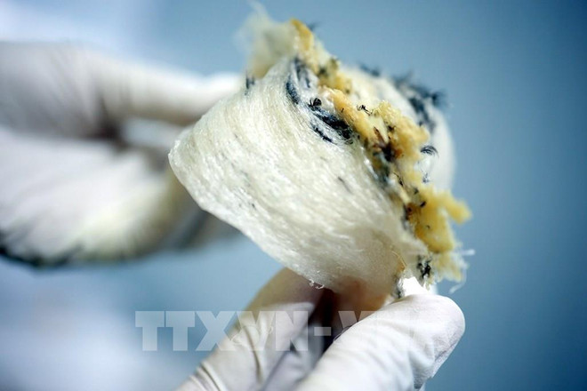 Siete empresas autorizadas a exportar nidos de salanganas a China ảnh 1  Siete empresas autorizadas a exportar nidos de salanganas a China ảnh 1