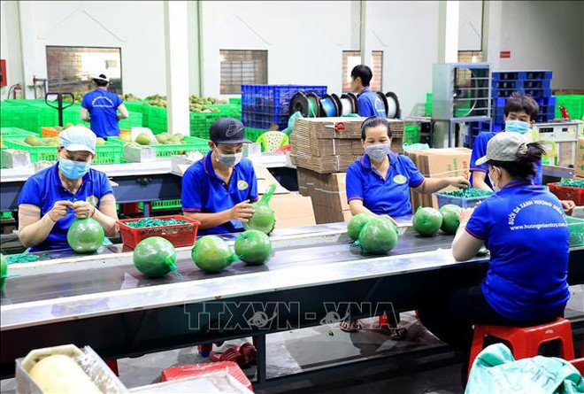 Prevén alza en exportaciones de frutas y verduras vietnamitas en 2024 ảnh 1