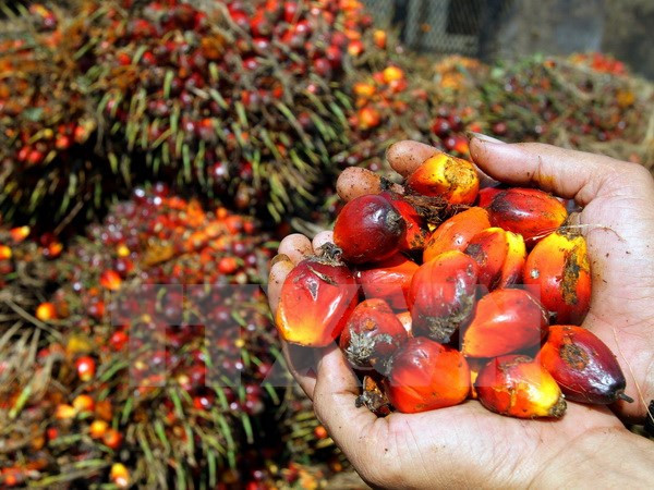 UE e Indonesia inician negociaciones sobre TLC ảnh 1