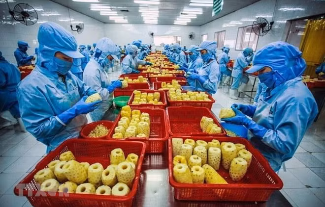 Ventas al exterior de frutas y verduras de Vietnam reportan señales positivas ảnh 2