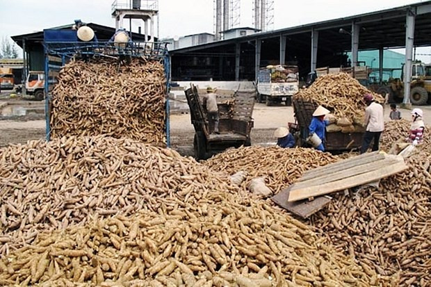 La sequía afecta producción de yuca de Tailandia ảnh 1 La sequía afecta producción de yuca de Tailandia ảnh 1