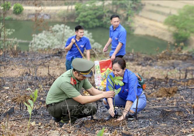 Cobertura forestal en Vietnam se mantiene en 42,02 por ciento ảnh 2