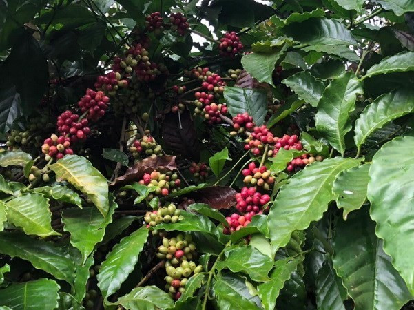 Prevén afectaciones de producción de arroz y café vietnamita por El Niño ảnh 2 Prevén afectaciones de producción de arroz y café vietnamita por El Niño ảnh 2