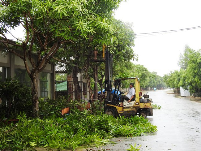 [Fotos] Vietnam realiza labores preventivas ante la llegada del poderoso tifón Doksuri ảnh 2