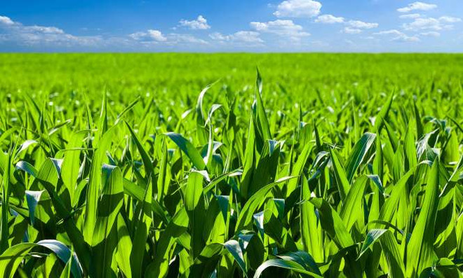 Tailandia busca promover la agricultura verde ảnh 1 Tailandia busca promover la agricultura verde ảnh 1