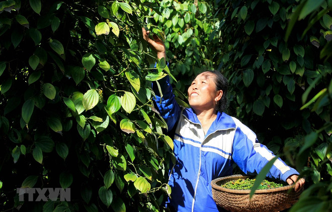 Decenas de contenedores de pimienta vietnamita atascados en Nepal ảnh 1 Decenas de contenedores de pimienta vietnamita atascados en Nepal ảnh 1