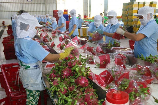 Vietnam espera alcanzar 12 mil millones de dólares en exportación silvícola ảnh 1 Vietnam espera alcanzar 12 mil millones de dólares en exportación silvícola ảnh 1