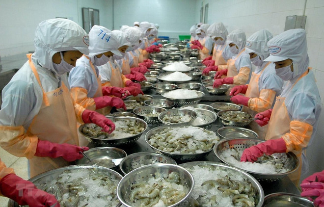 Provincia vietnamita de Ca Mau por recuperar producción y exportación de mariscos ảnh 1 Provincia vietnamita de Ca Mau por recuperar producción y exportación de mariscos ảnh 1