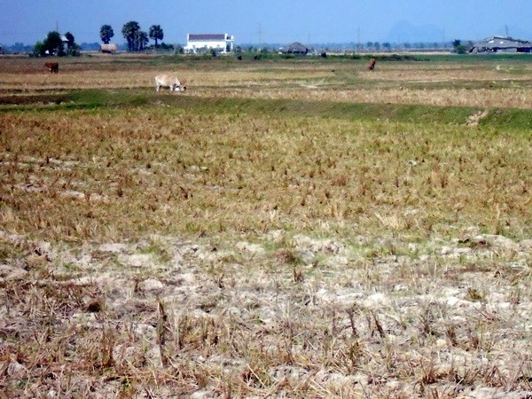  Vietnam acelera prevención contra sequías y salinización ảnh 1